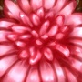 Blushing Jungle Flower