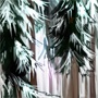 icicle_forest.jpg